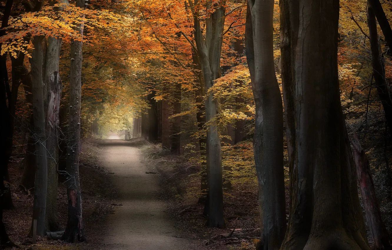 Photo wallpaper road, autumn, trees