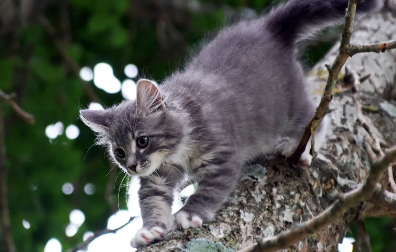 Photo wallpaper cats, grey, tree, kataka