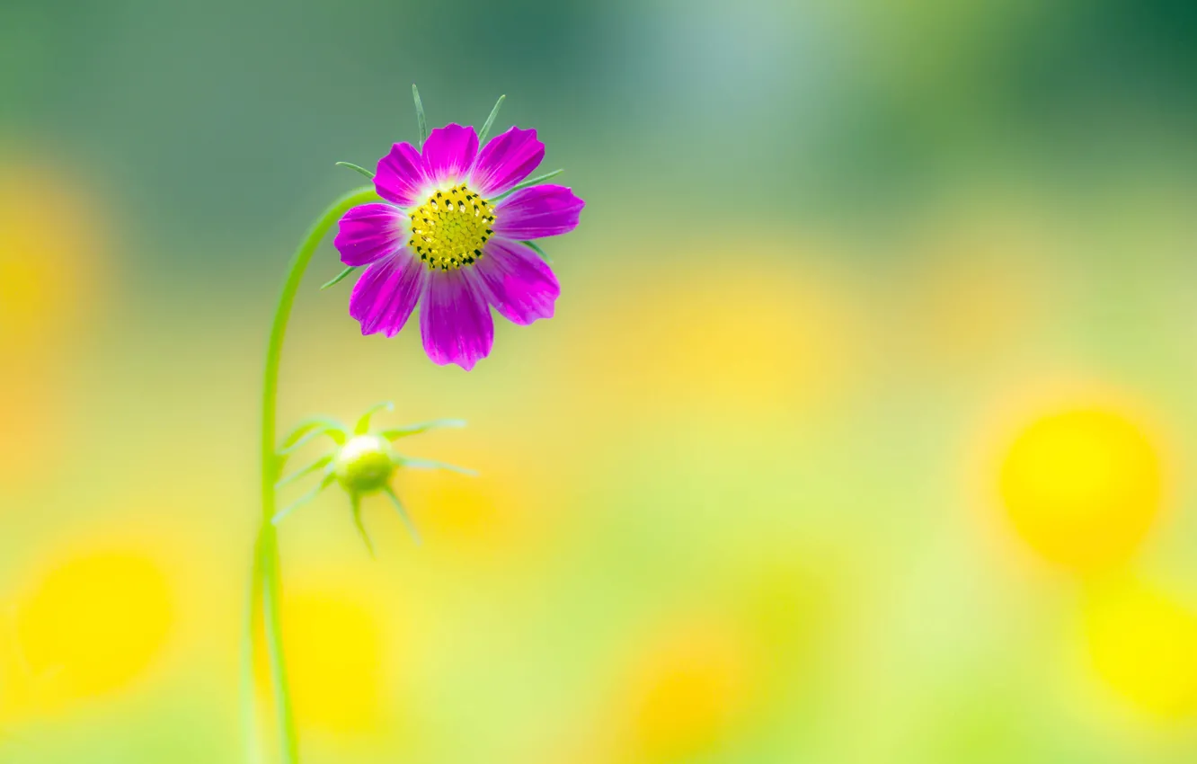 Photo wallpaper summer, flowers, background, petals, flowers, kosmeya