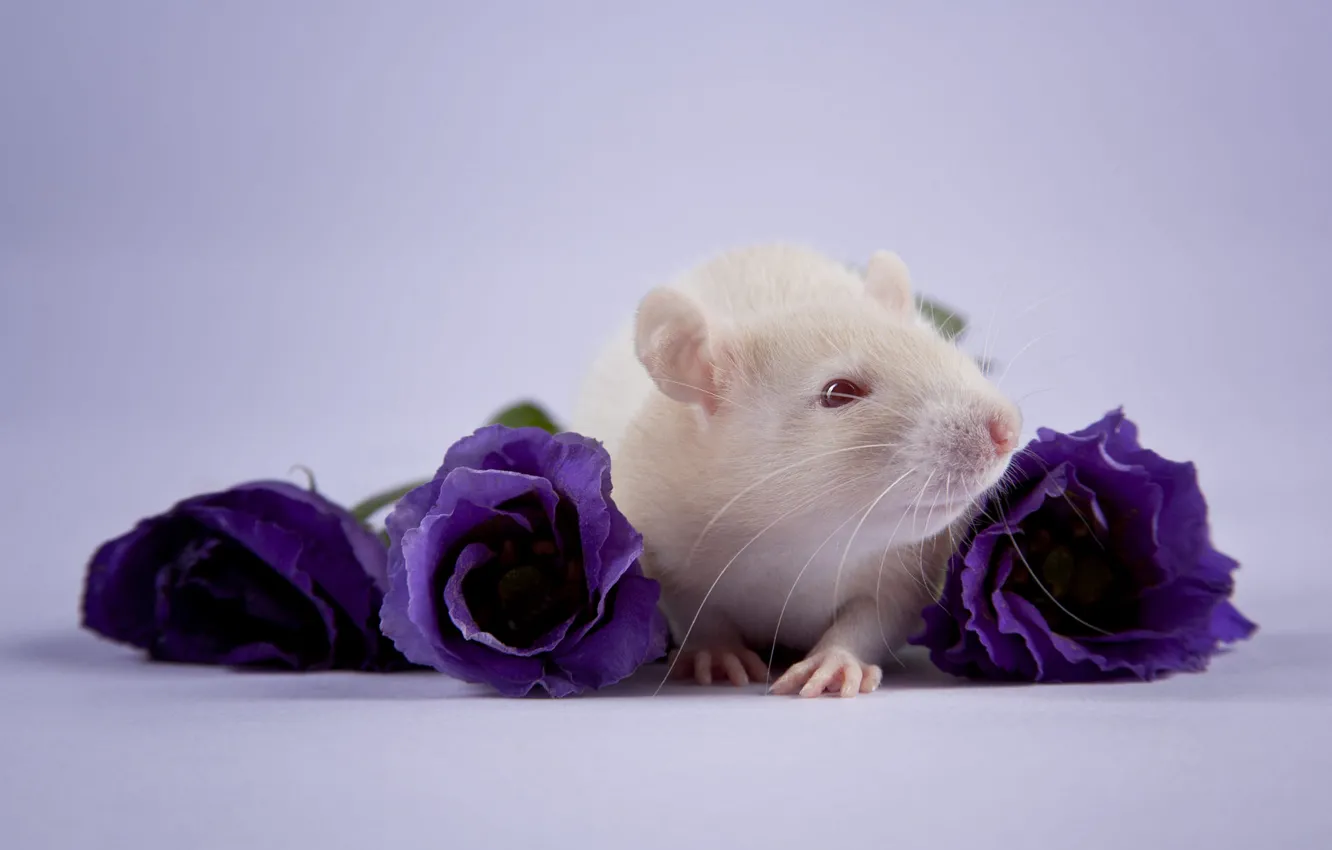 Photo wallpaper pose, mouse, still life, mouse, muzzle, rat