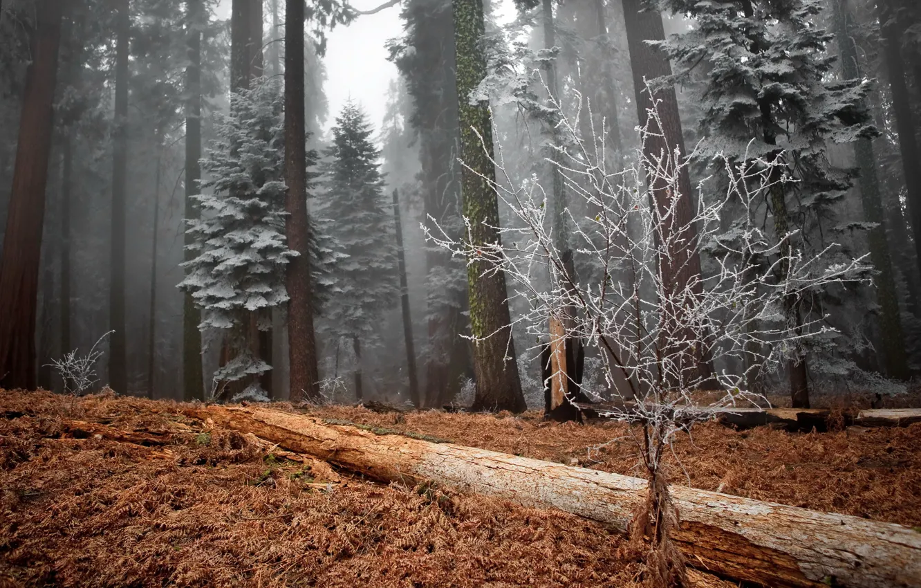Photo wallpaper winter, frost, forest, trees
