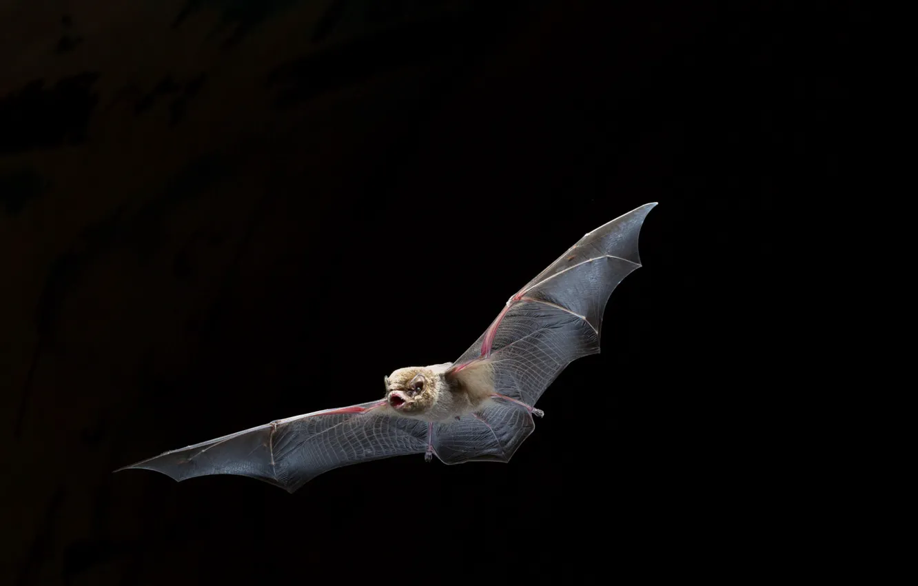 Photo wallpaper nature, background, bat
