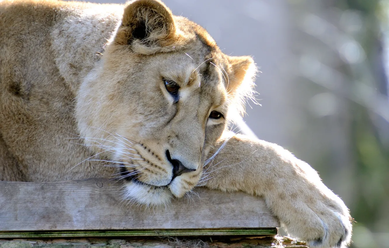 Photo wallpaper face, Leo, lies, lioness, sad