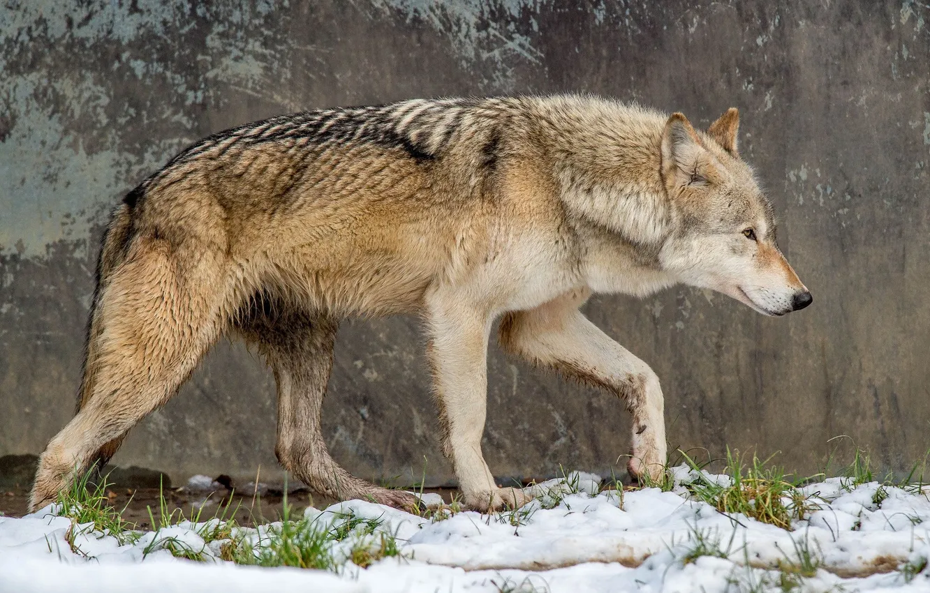 Photo wallpaper Predator, nature, snow, face, animal, wolf, canis lupus, wildlife