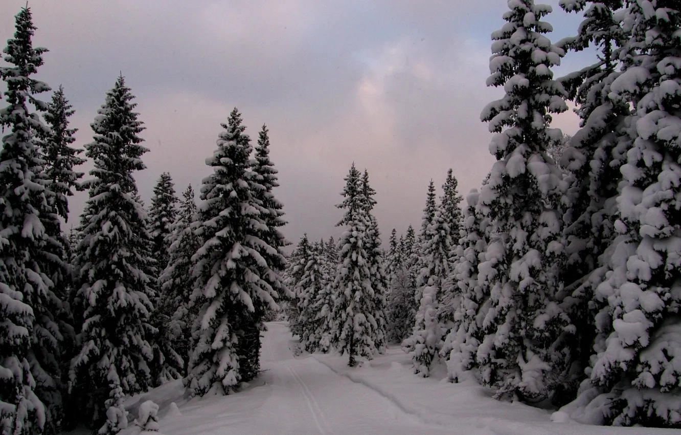 Photo wallpaper winter, forest, snow, the evening, ate, frost, Norway, forest