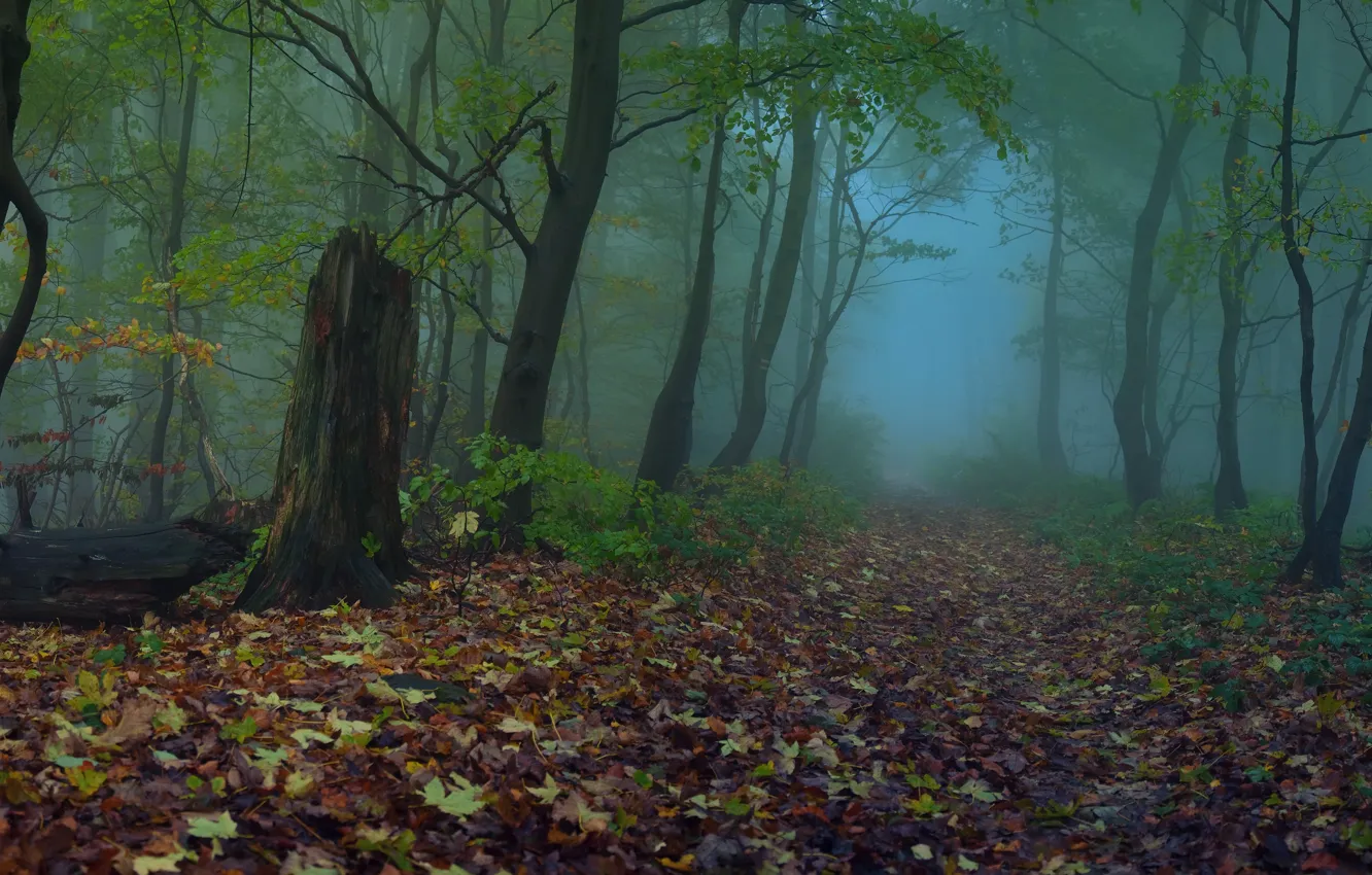 Photo wallpaper autumn, forest, leaves, trees, fog, Nature, trail, the evening