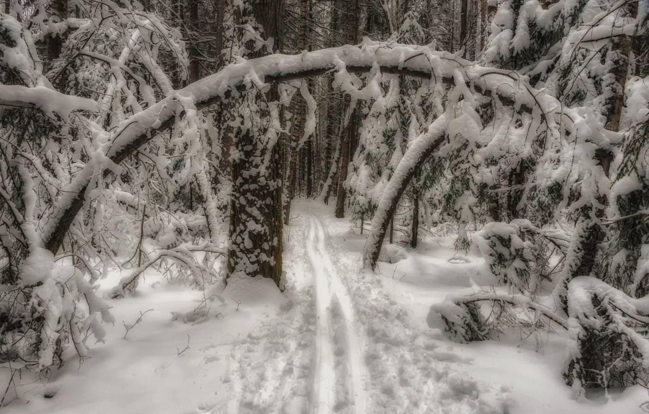 Photo wallpaper winter, forest, snow, trees, landscape, branches, nature, trails