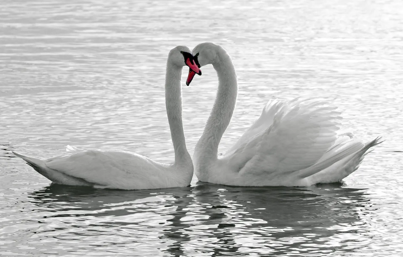 Photo wallpaper water, love, bird, white, swans