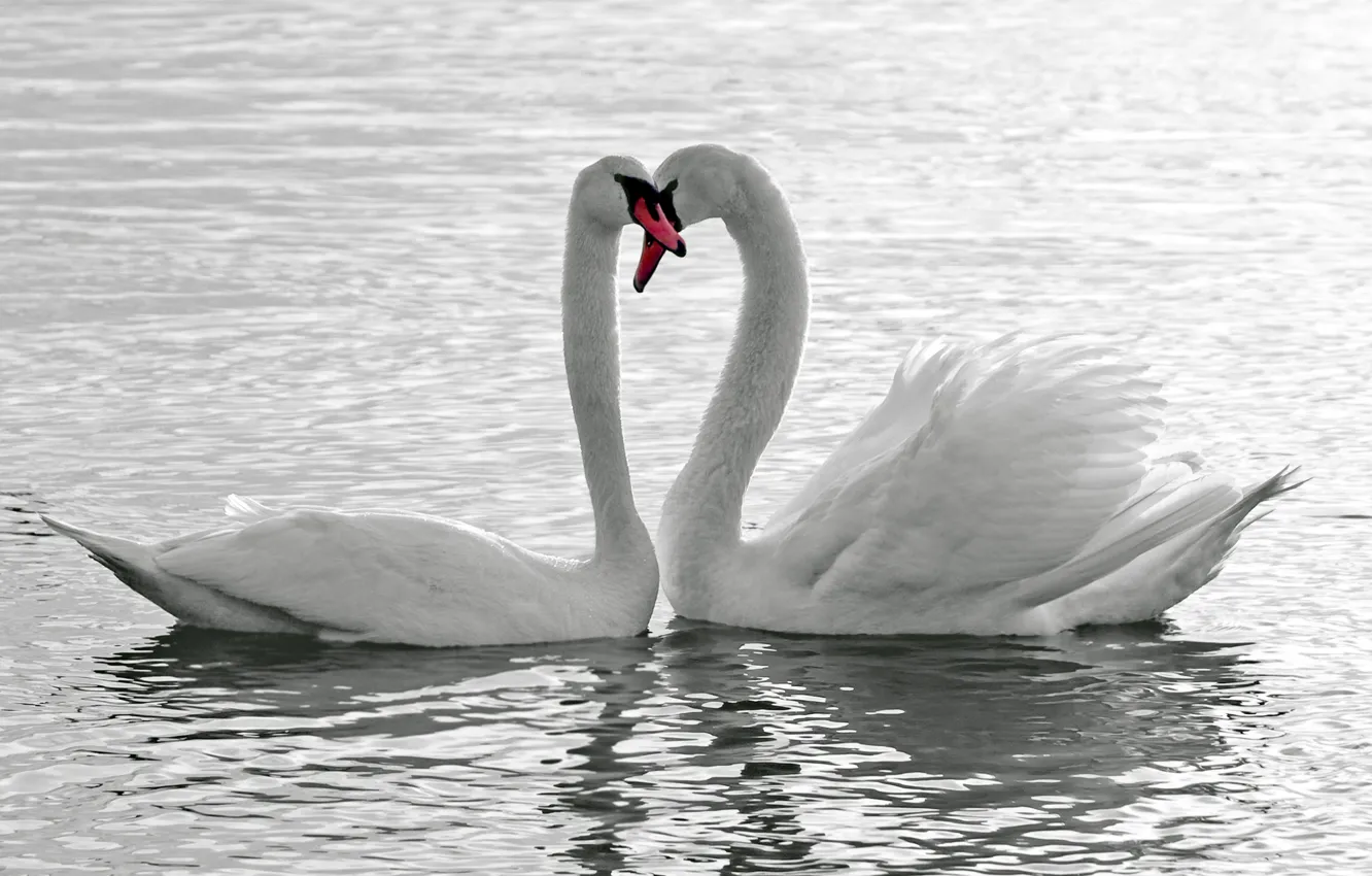 Photo wallpaper water, love, birds, white, swans