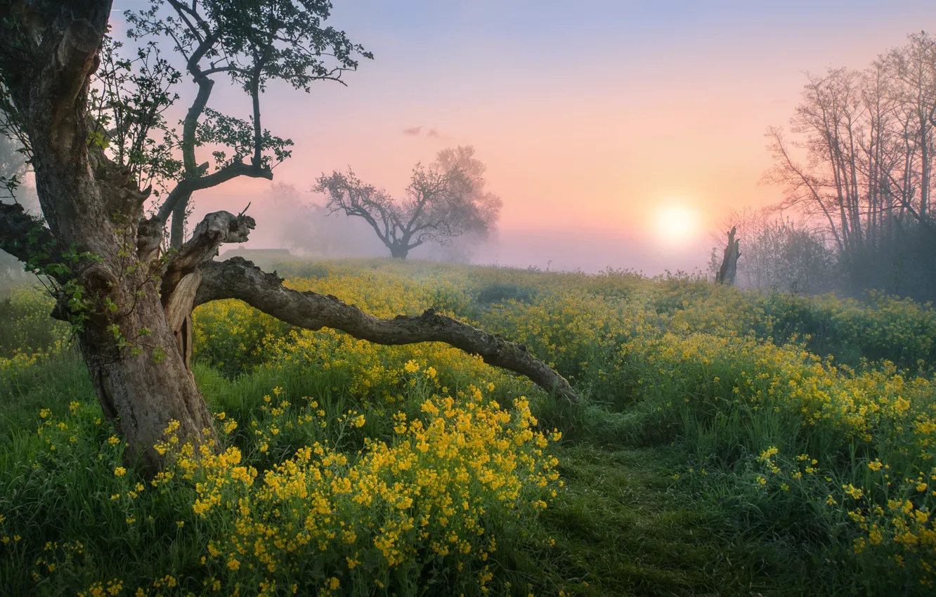 Photo wallpaper field, the sky, grass, the sun, trees, flowers, branches, yellow