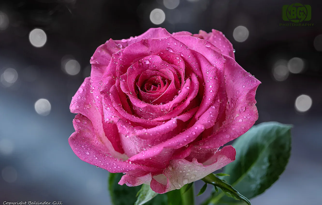 Photo wallpaper flowers, roses, closeup