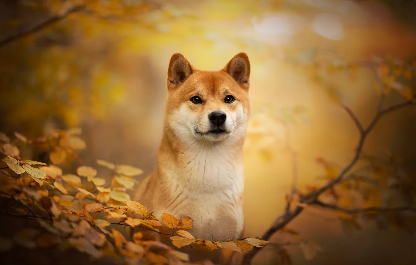 Photo wallpaper autumn, look, face, branches, dog, bokeh, Shiba inu