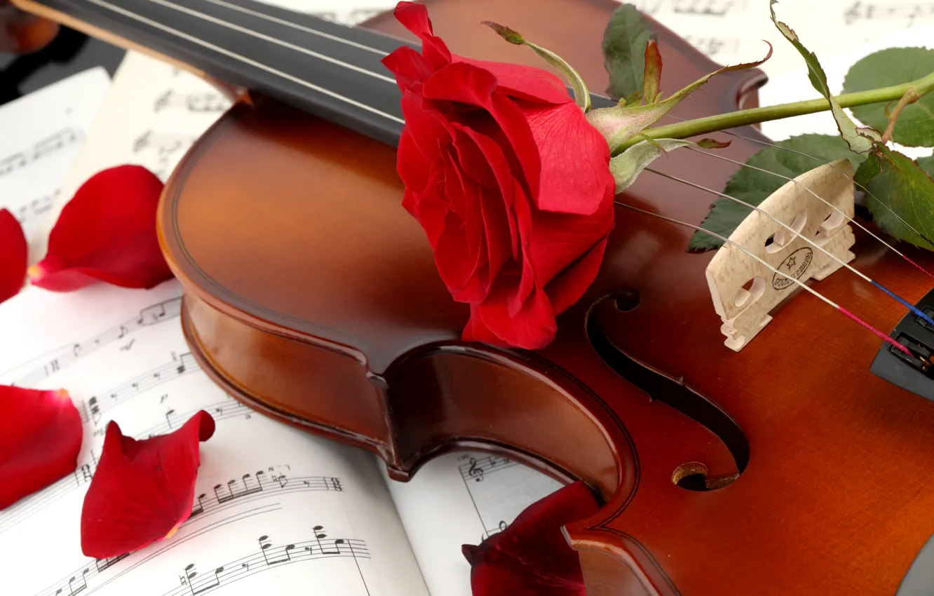 Photo wallpaper flower, notes, violin, rose, petals, red