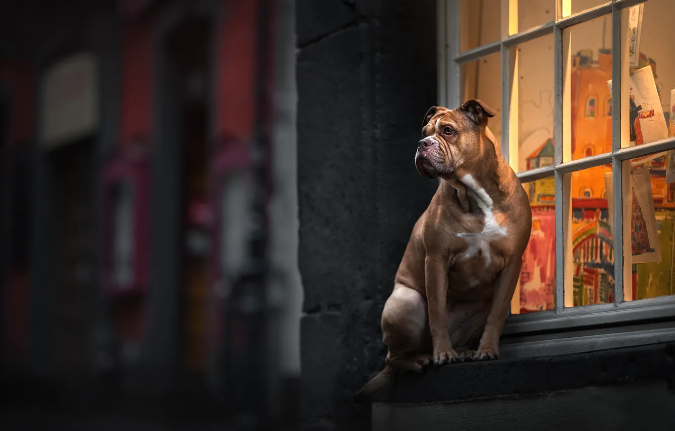 Photo wallpaper look, dog, window