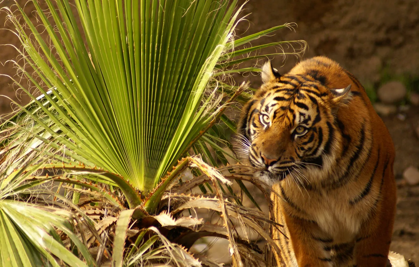 Photo wallpaper grass, eyes, leaves, tiger, plant, sitting, looks, large