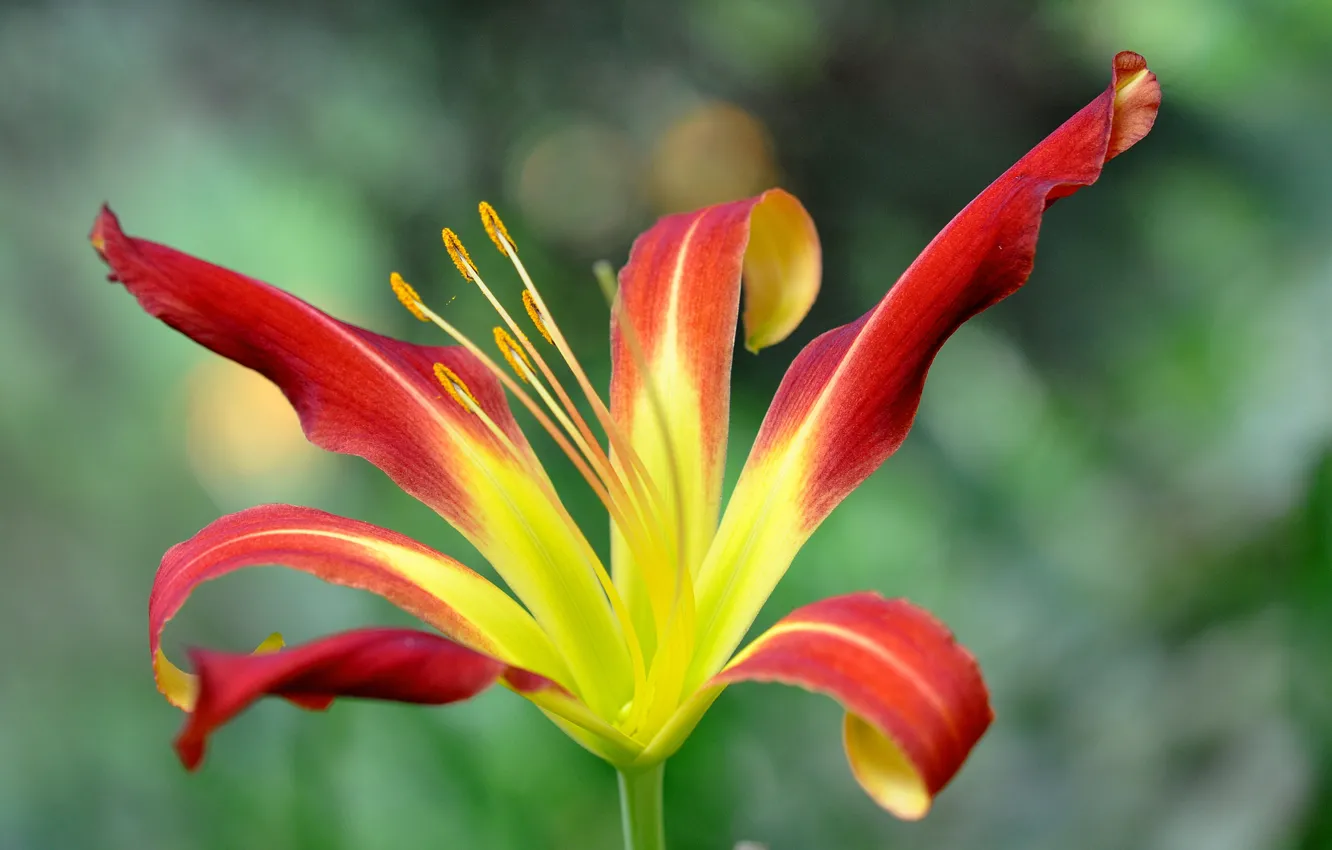 Photo wallpaper flowers, Lily, petals