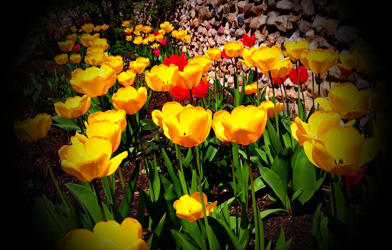 Photo wallpaper color, Spring, tulips, vignette
