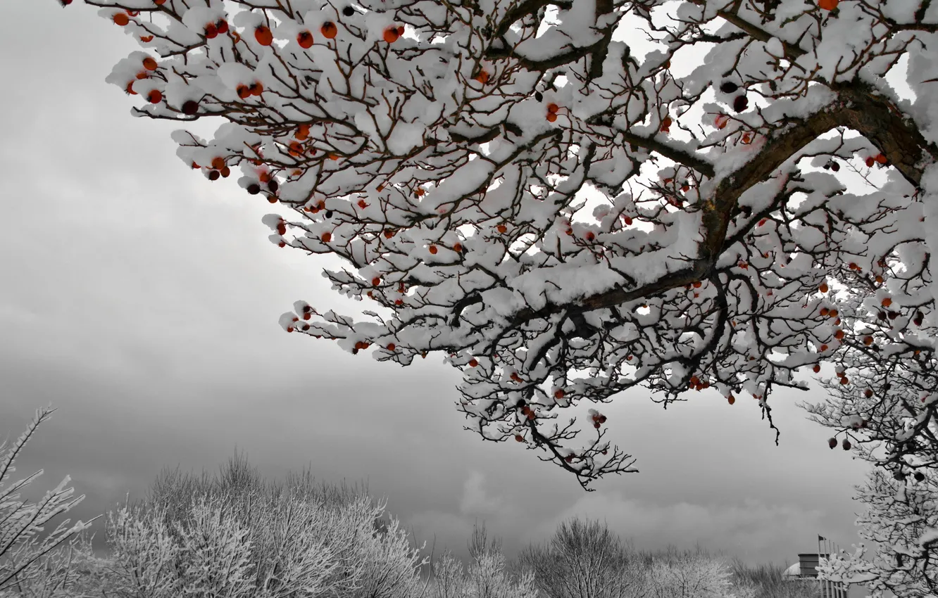 Photo wallpaper Winter, Spring, Autumn and Winter, Sommer
