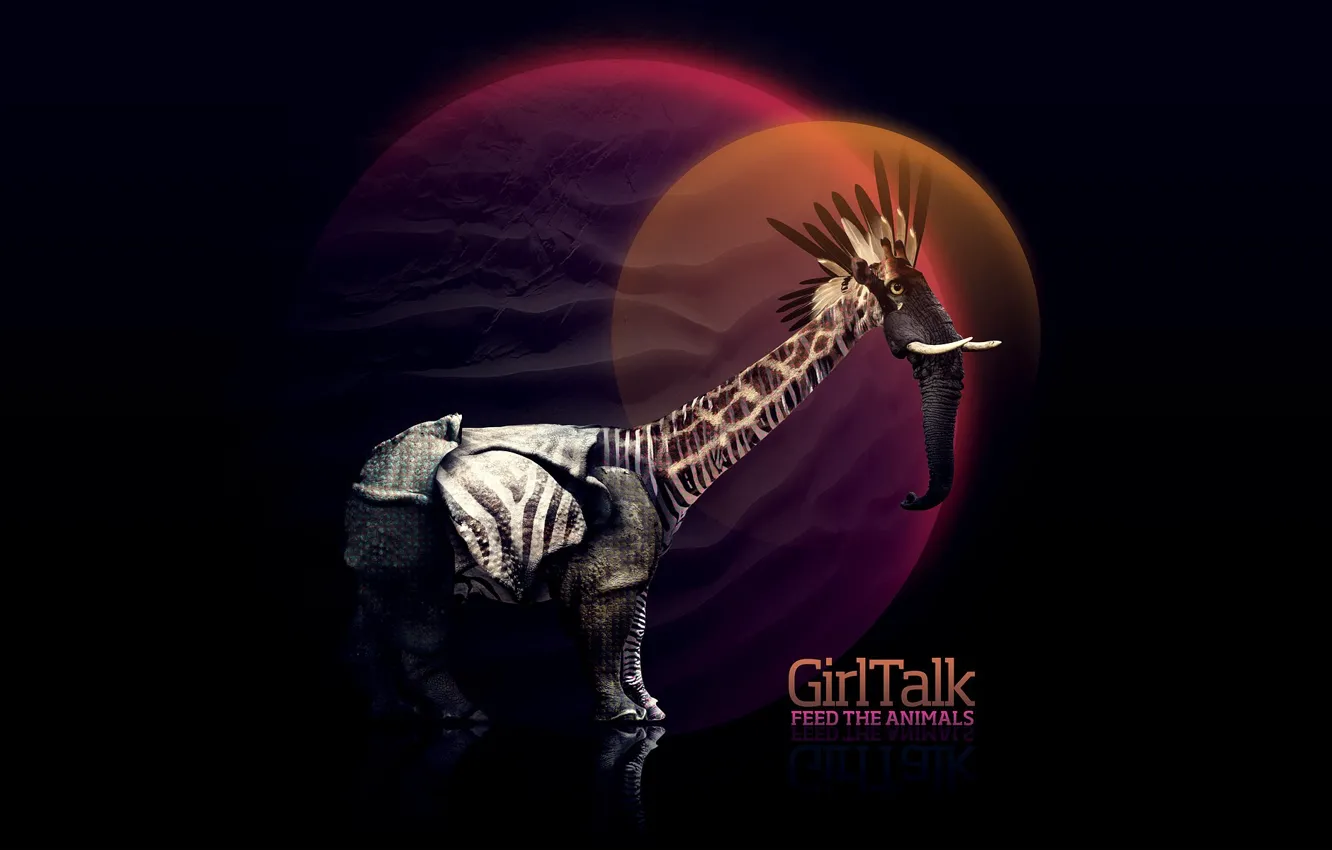 Photo wallpaper circles, animal, collage, black