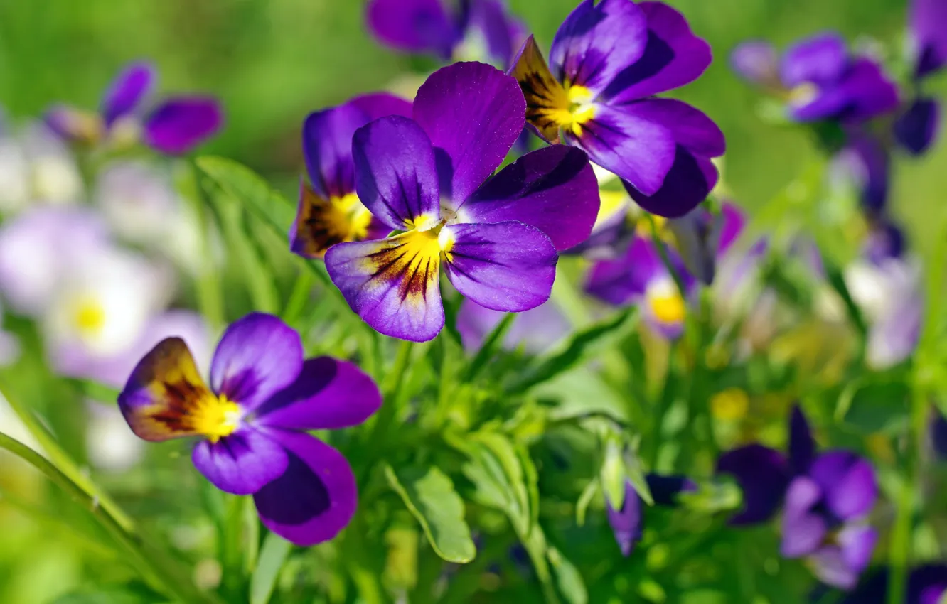Photo wallpaper summer, flowers, Pansy, flowering