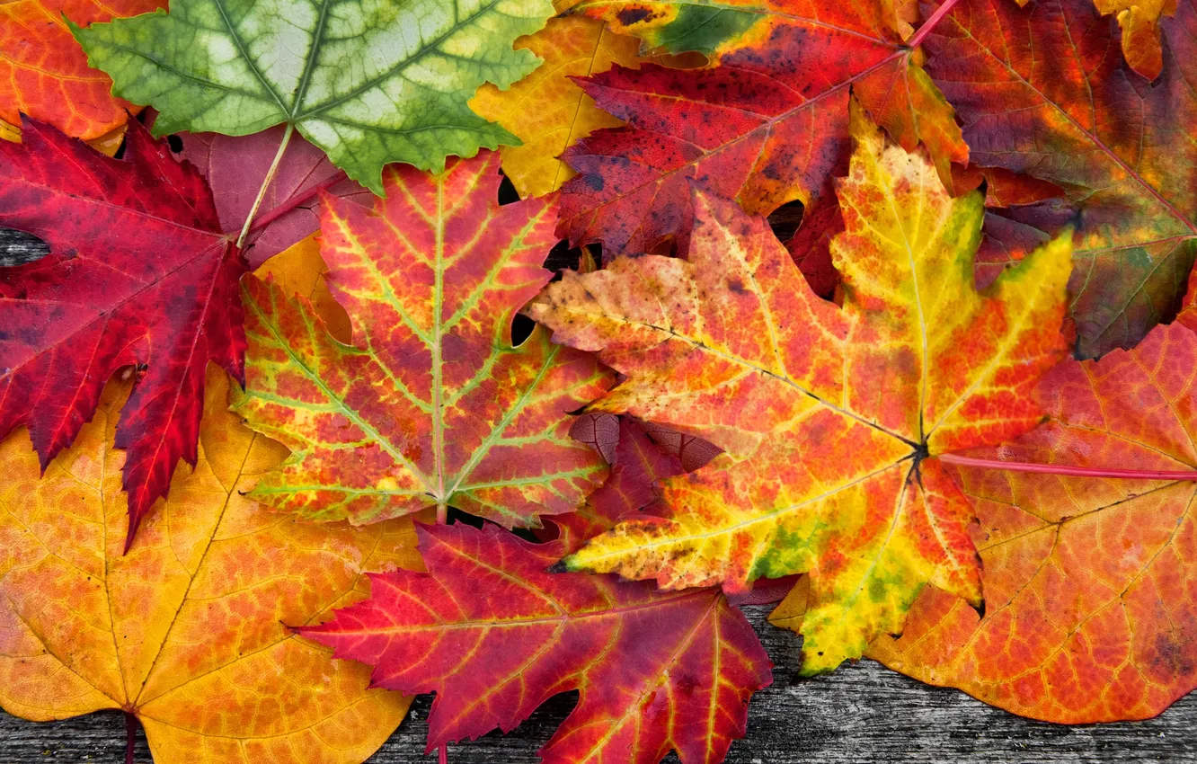 Photo wallpaper leaves, trees, colorful, autumn, leaves, autumn