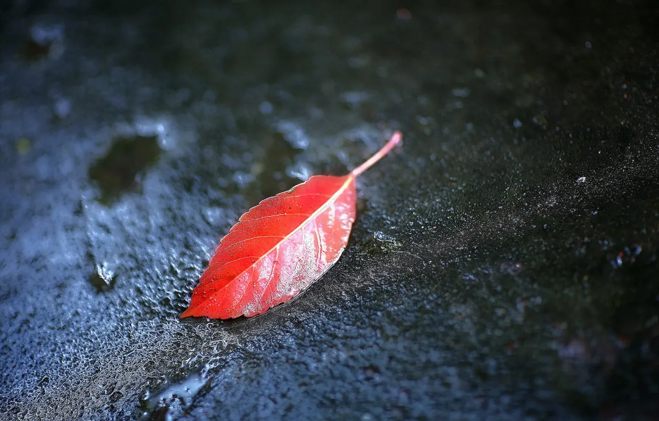 Photo wallpaper autumn, leaves, nature