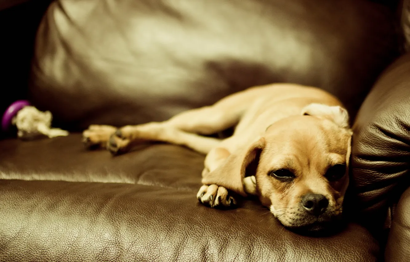 Photo wallpaper comfort, home, dog