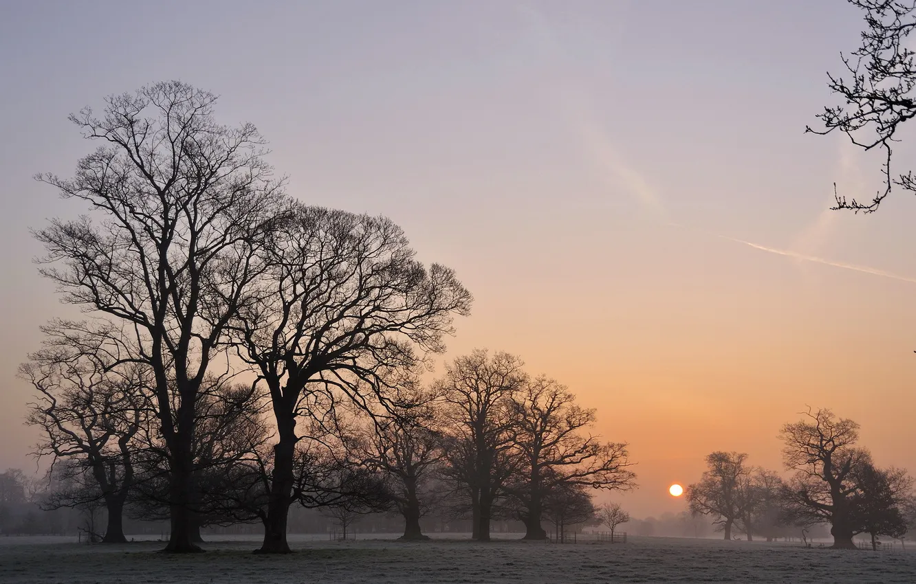 Photo wallpaper trees, landscape, fog, morning