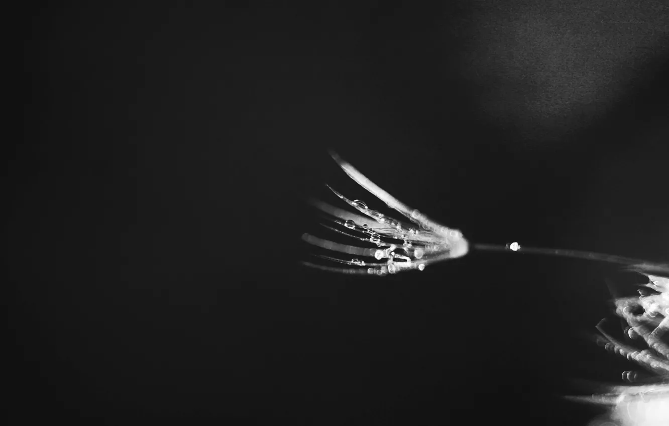 Photo wallpaper Rosa, dandelion, Black and white