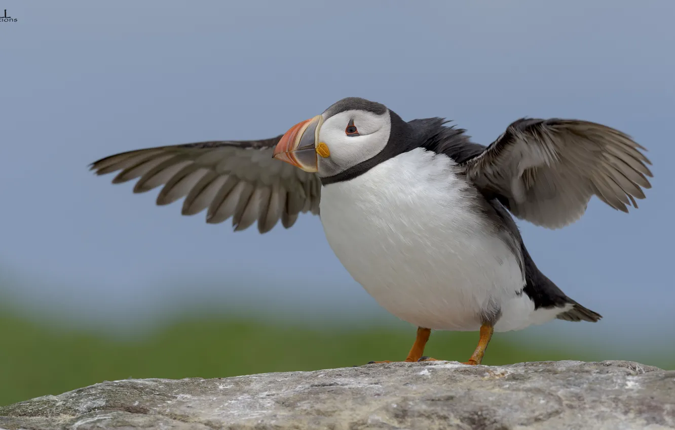 Photo wallpaper nature, background, bird, stalled, DUELL ©