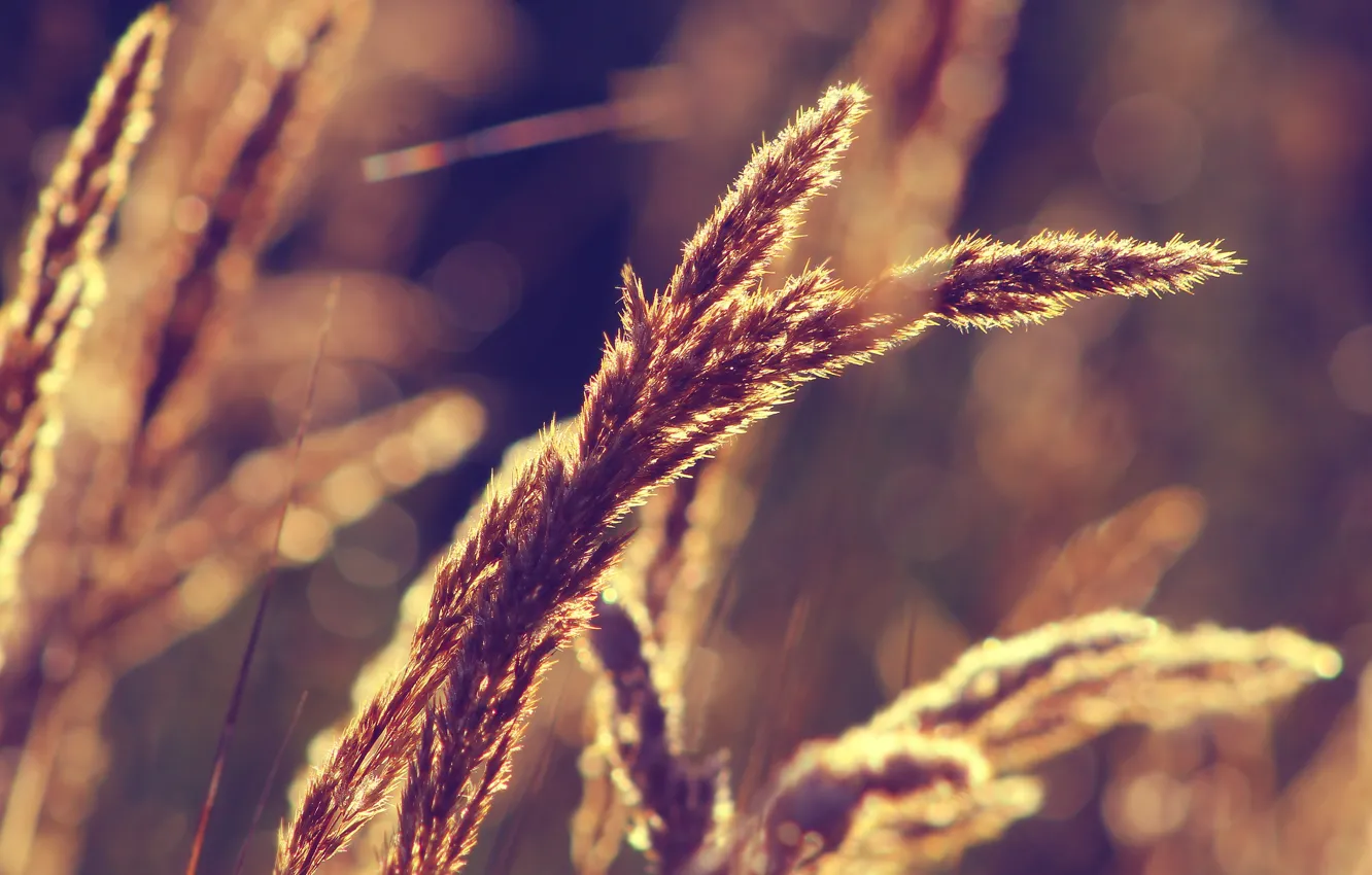 Photo wallpaper grass, field, autumn