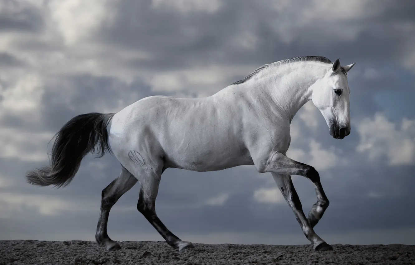 Photo wallpaper white, beautiful, horse, majesty
