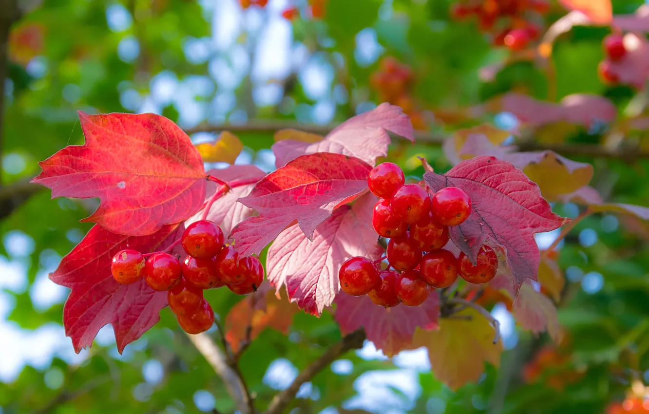 Photo wallpaper autumn, leaves, berries, Kalina