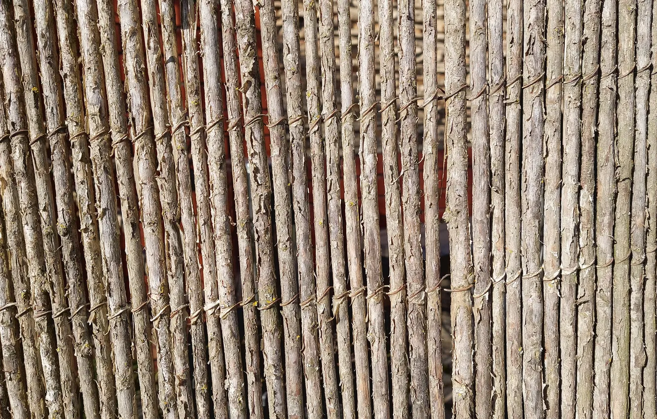 Photo wallpaper reed, Dry, fence