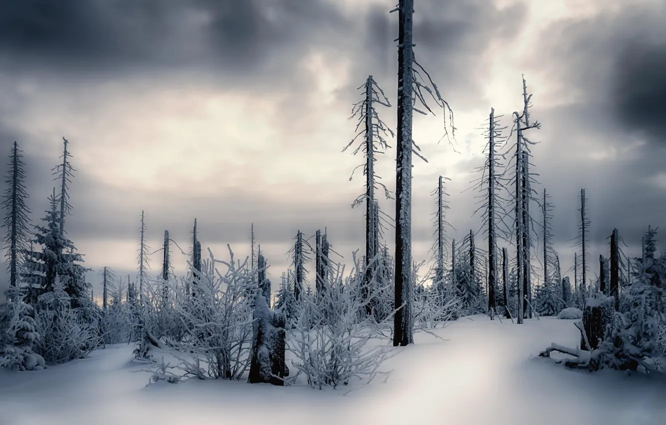 Photo wallpaper winter, forest, snow