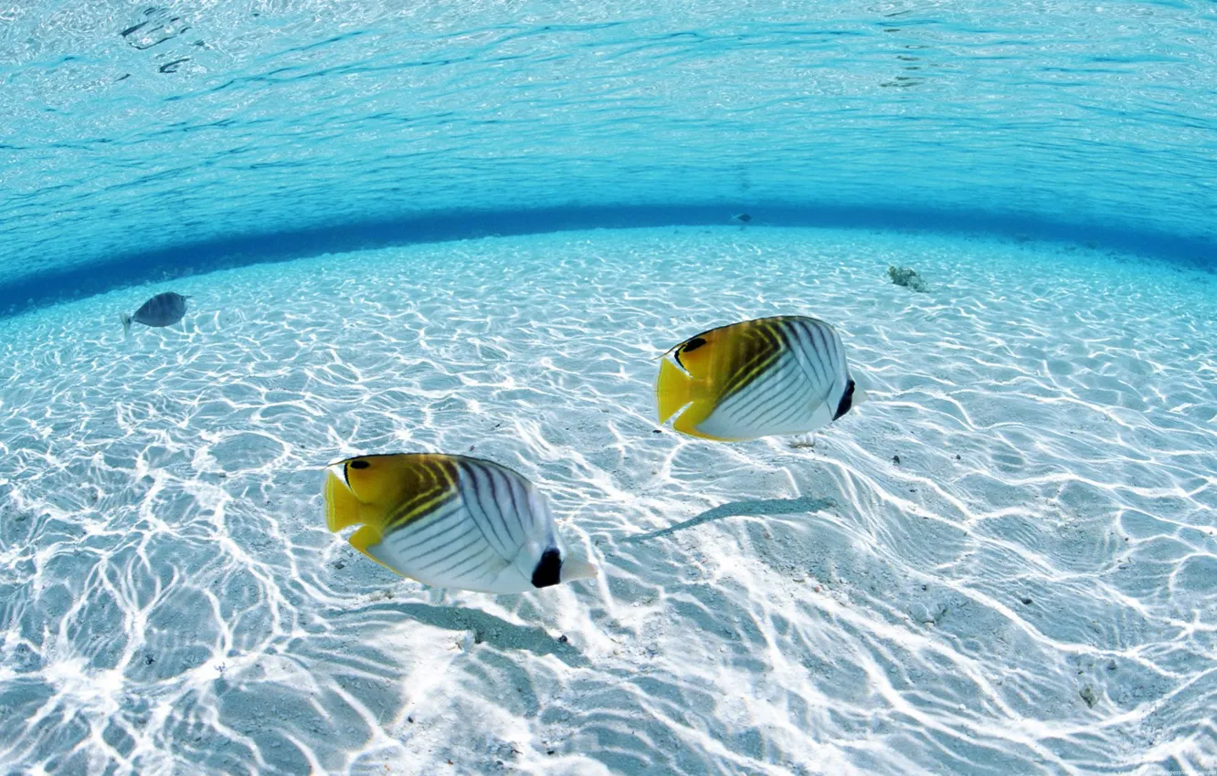 Photo wallpaper sea, water, fish