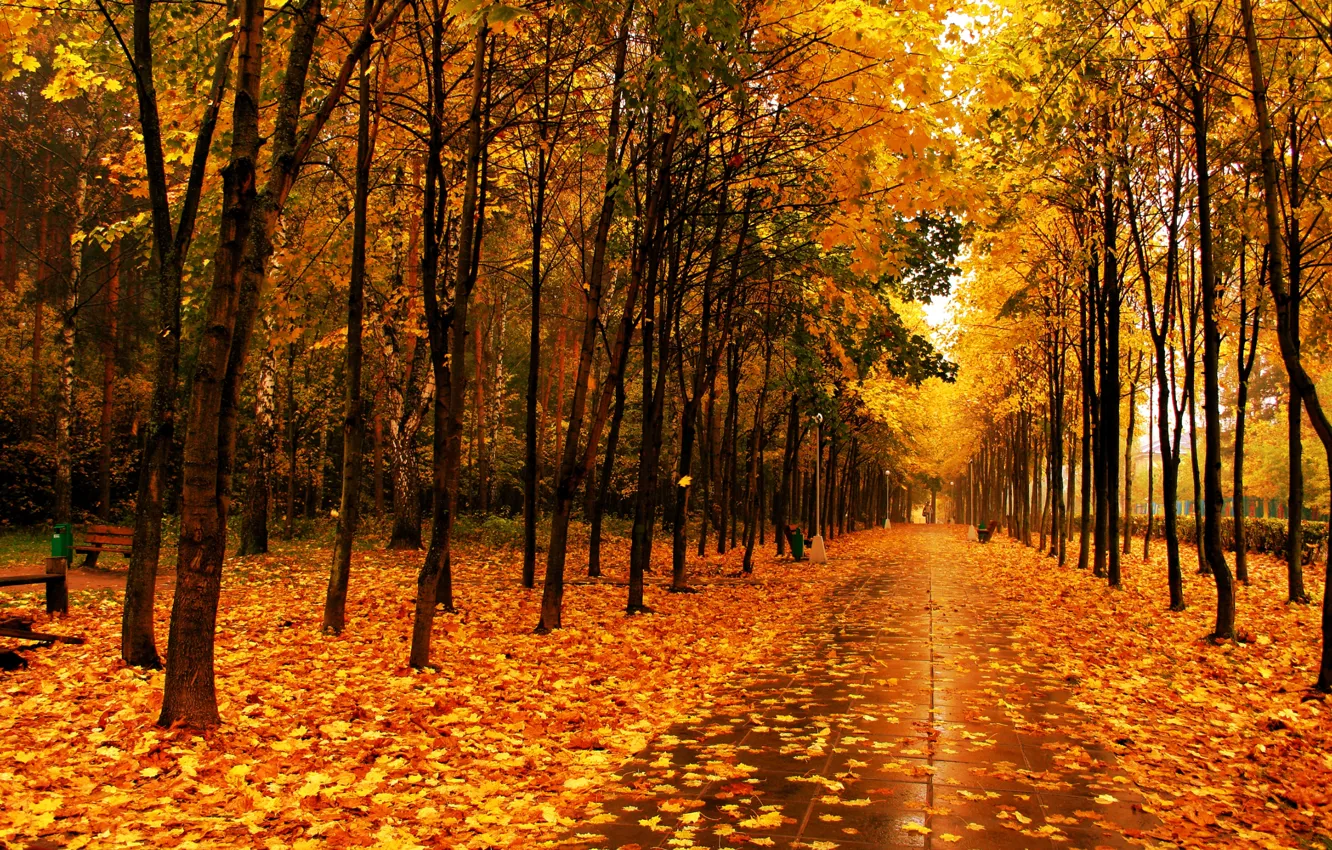 Photo wallpaper leaves, trees, Park, Autumn, alley