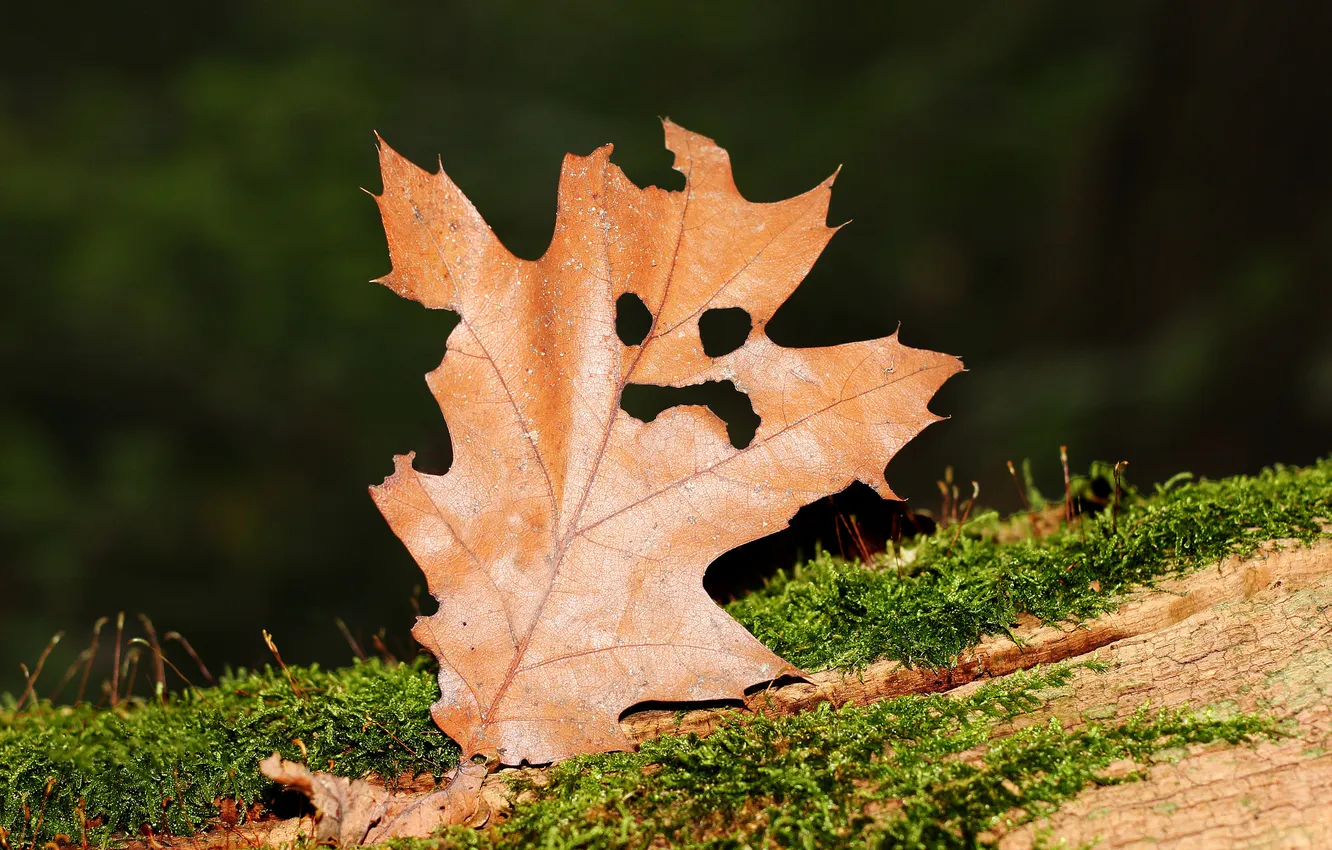 Photo wallpaper autumn, macro, holiday, moss, Halloween, hole, horror, Halloween