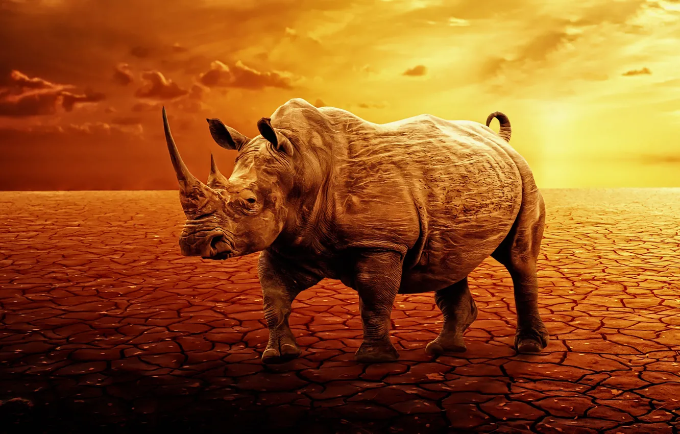 Photo wallpaper sunset, rendering, desert, Rhino