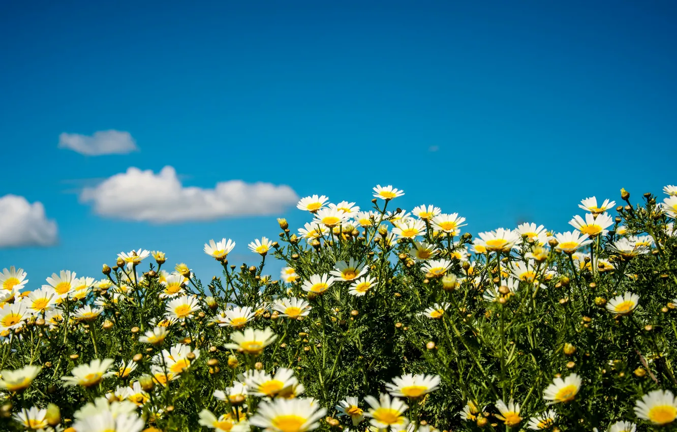 Photo wallpaper the sky, the sun, clouds, chamomile