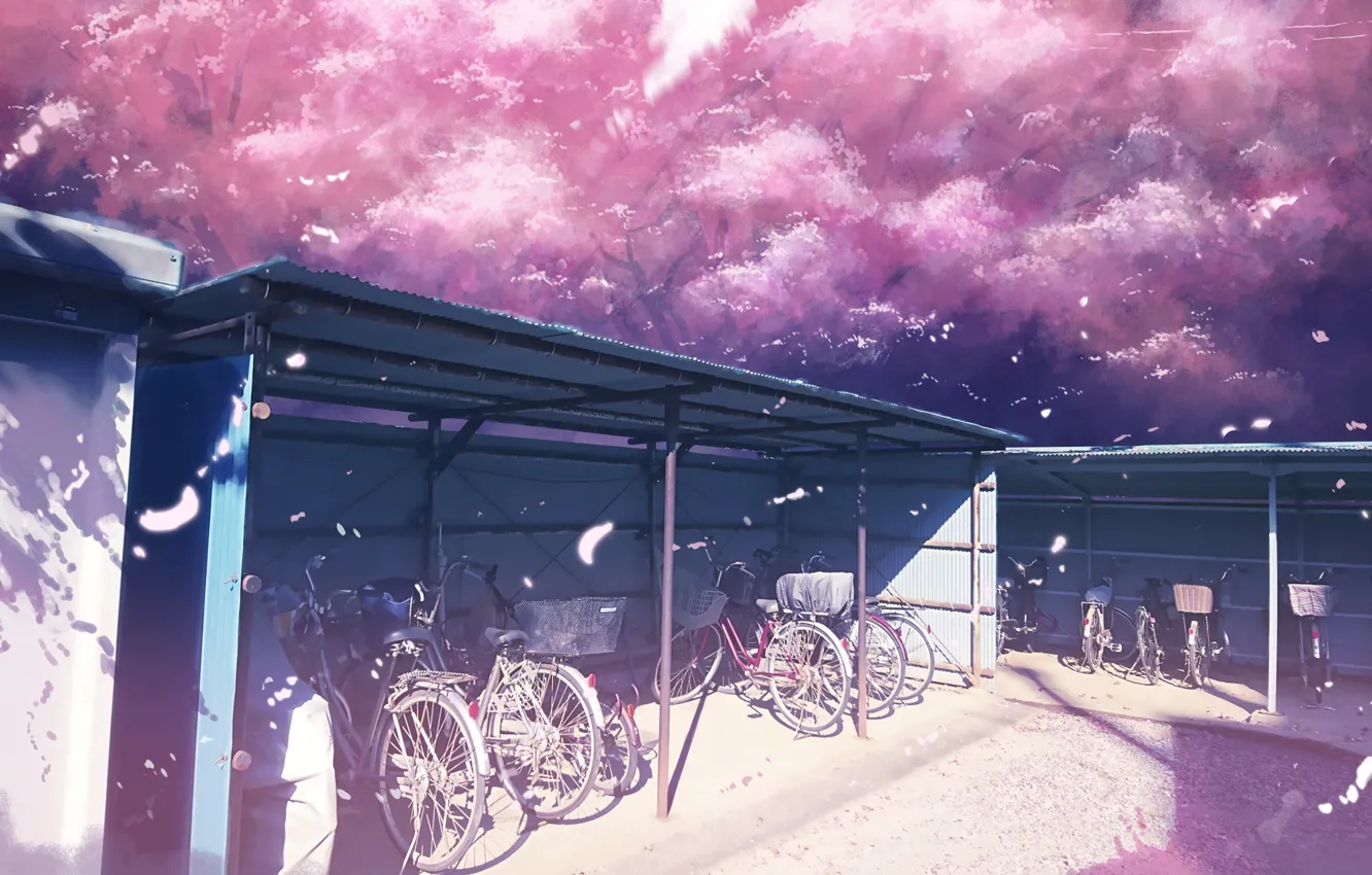 Photo wallpaper spring, Sakura, Parking, bikes