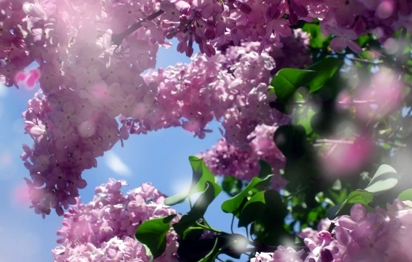 Photo wallpaper table, Wallpaper, spring, lilac, the desktop