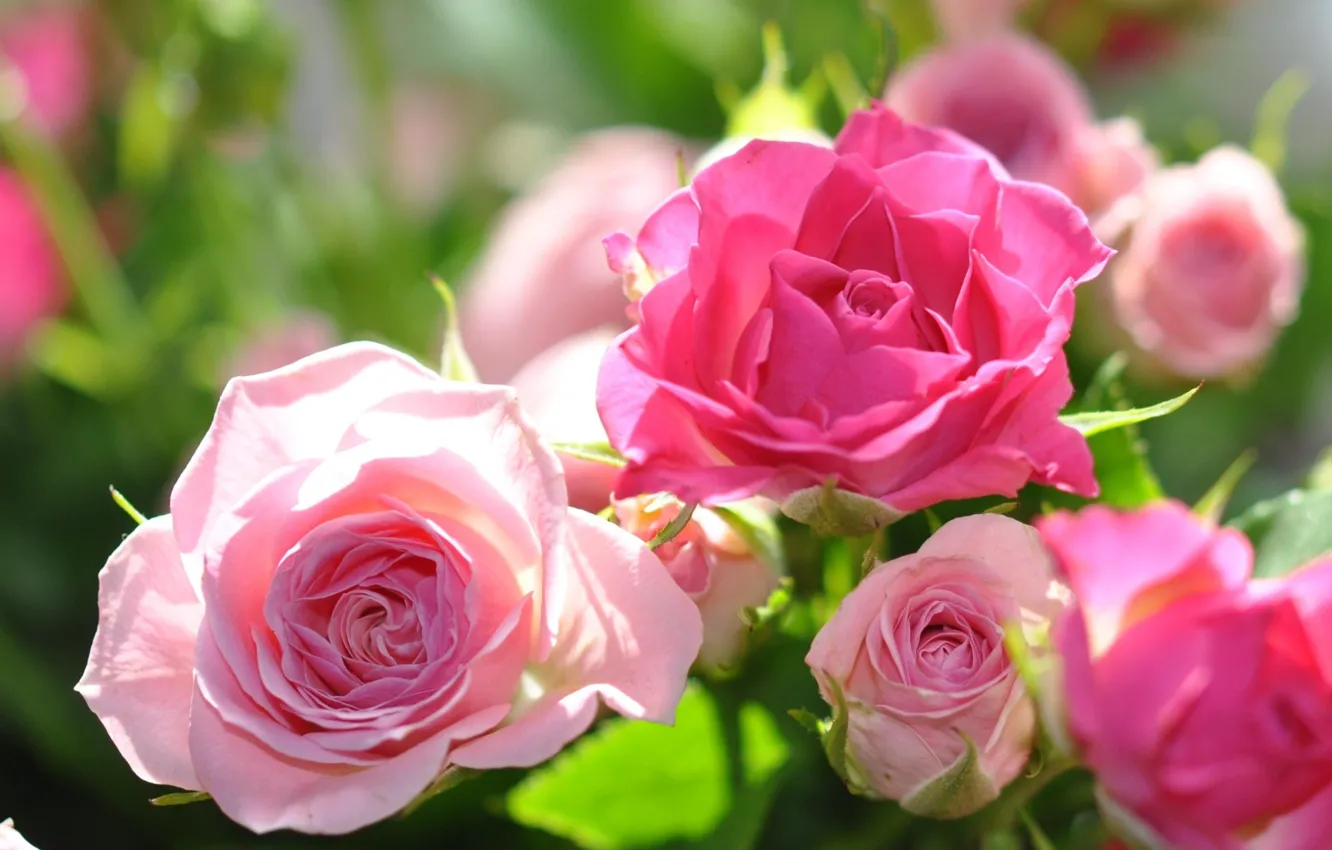 Photo wallpaper flowers, roses, pink
