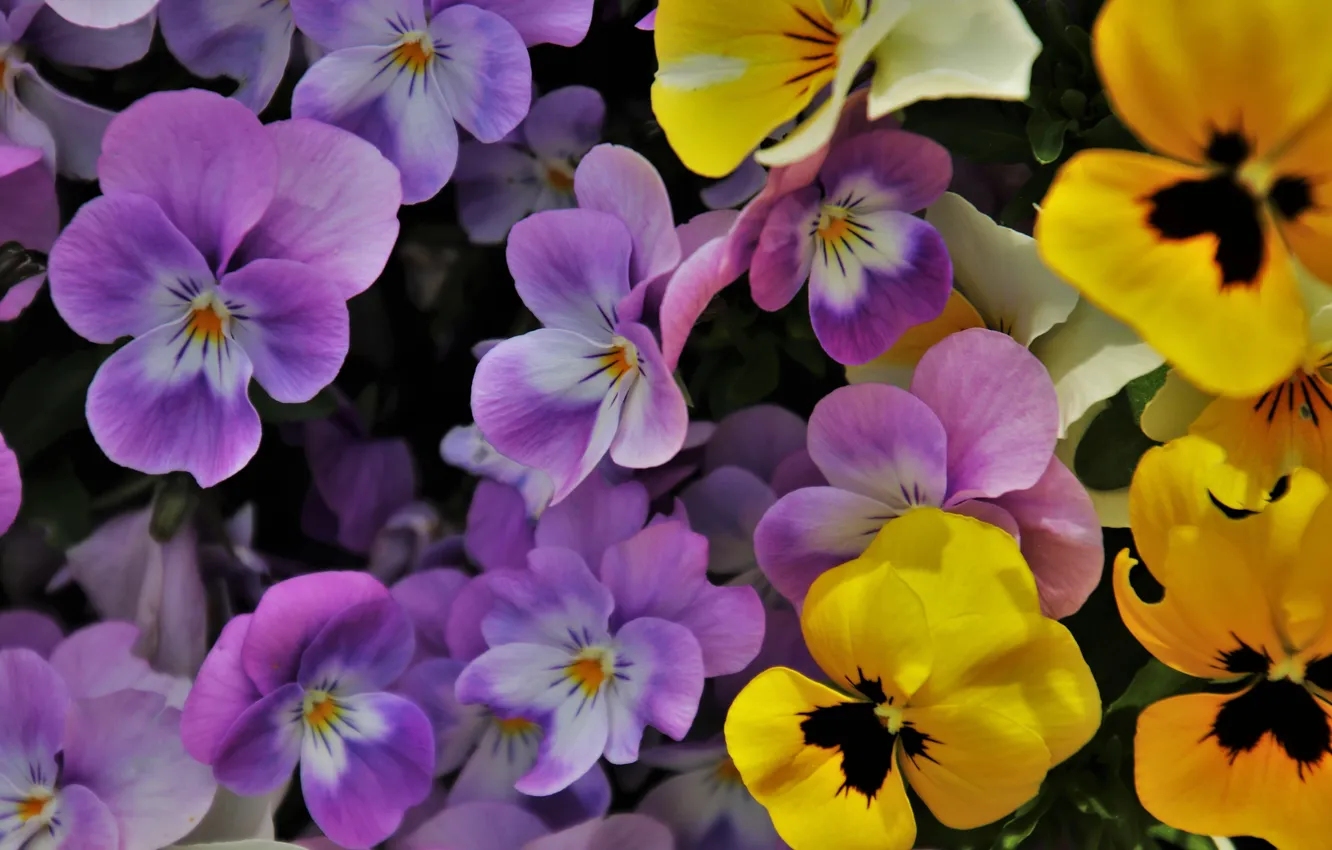 Photo wallpaper flowers, yellow, spring, Pansy, flowerbed, clearing, colorful, a lot