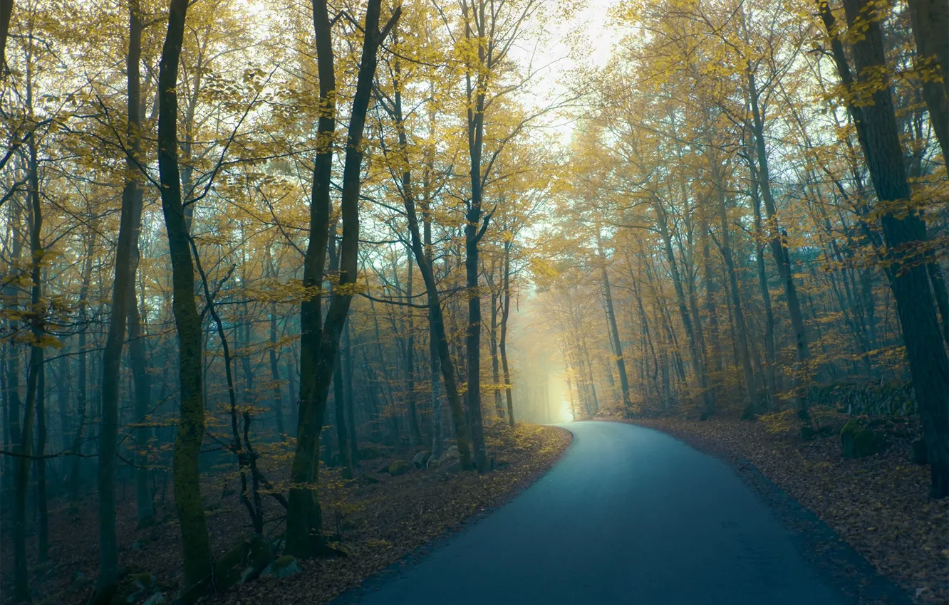 Photo wallpaper road, autumn, forest, fog, Twilight, by Robin De Blanche