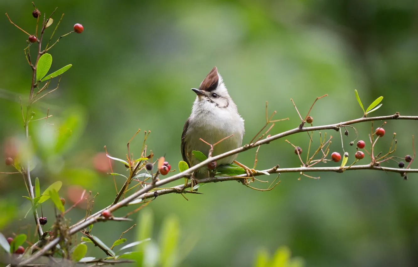 Photo wallpaper branches, berries, bird, belogolova whine