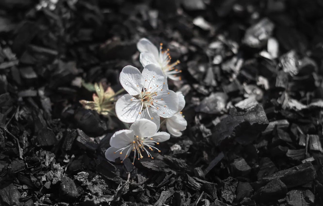 Photo wallpaper cherry, ash, ash, bloom