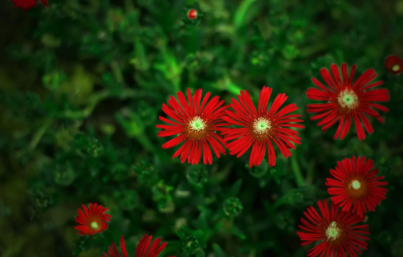 Photo wallpaper greens, flowers, red, blur