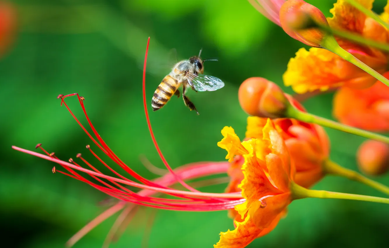 Photo wallpaper greens, flowers, nectar, bee, focus, insect