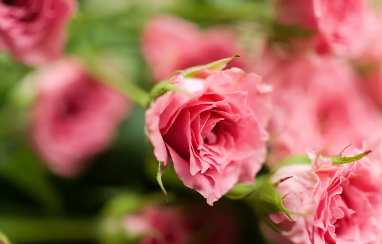 Photo wallpaper macro, flowers, roses, petals, pink